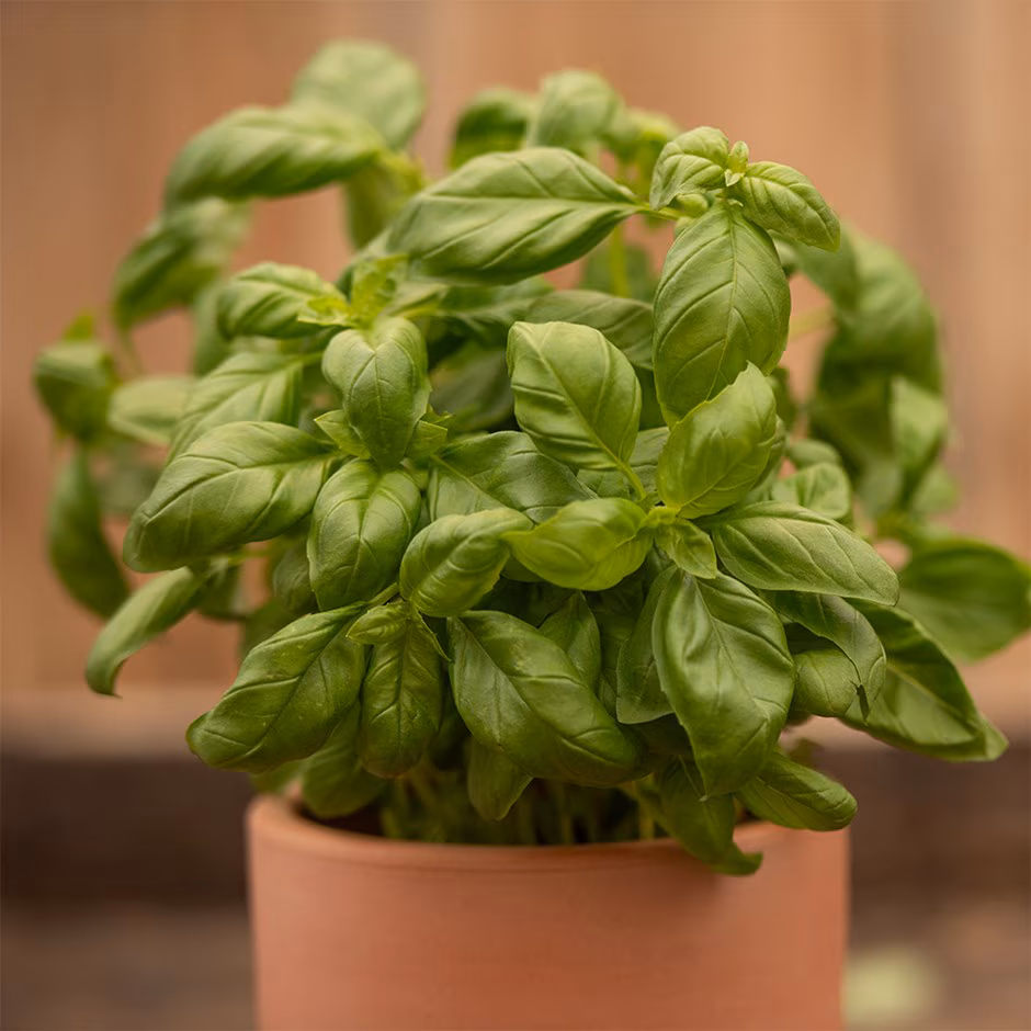 Basil