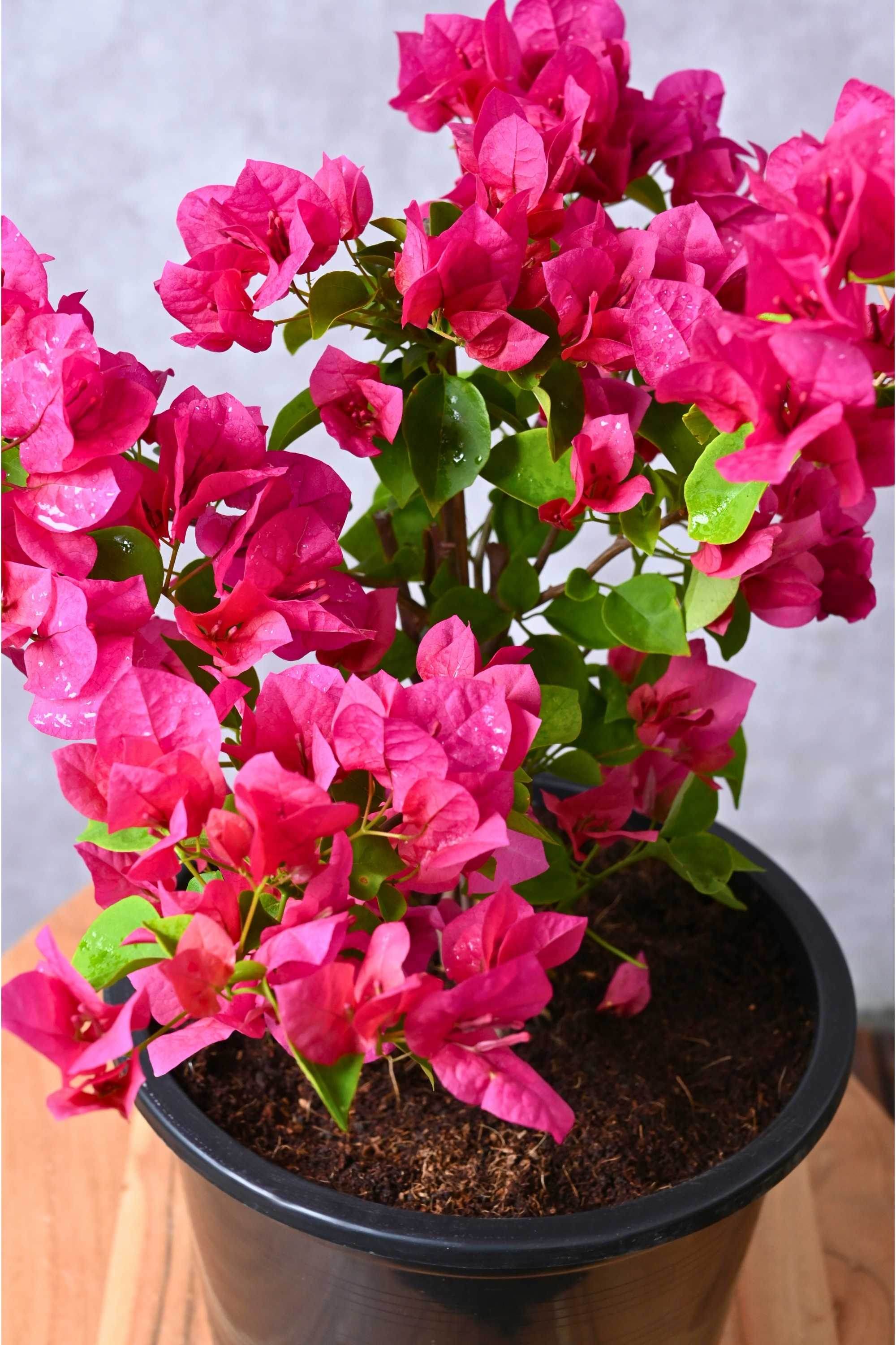 Bougainvillea