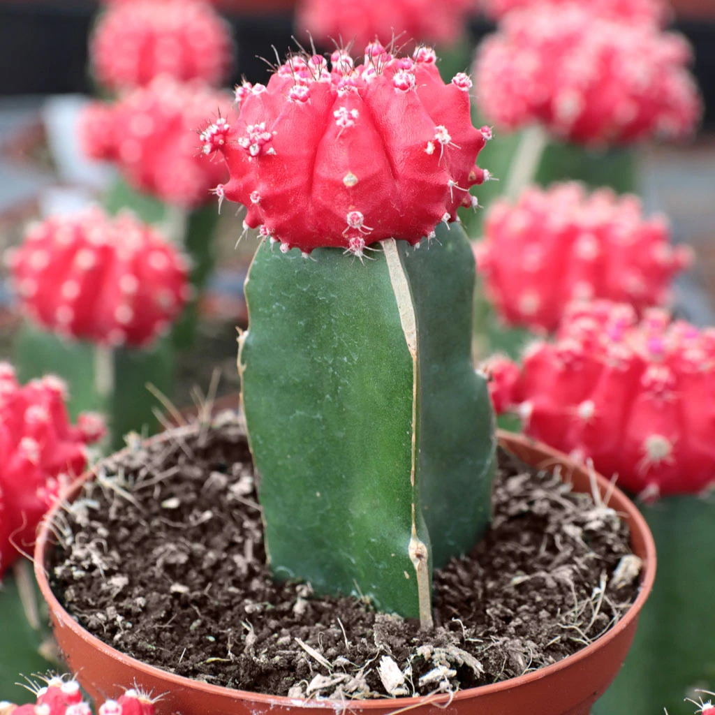 Moon Cactus