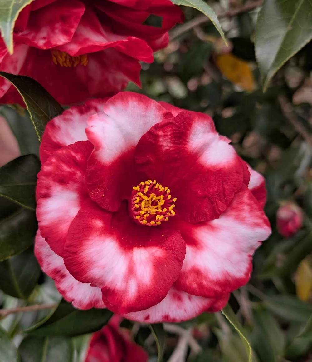 Camellia