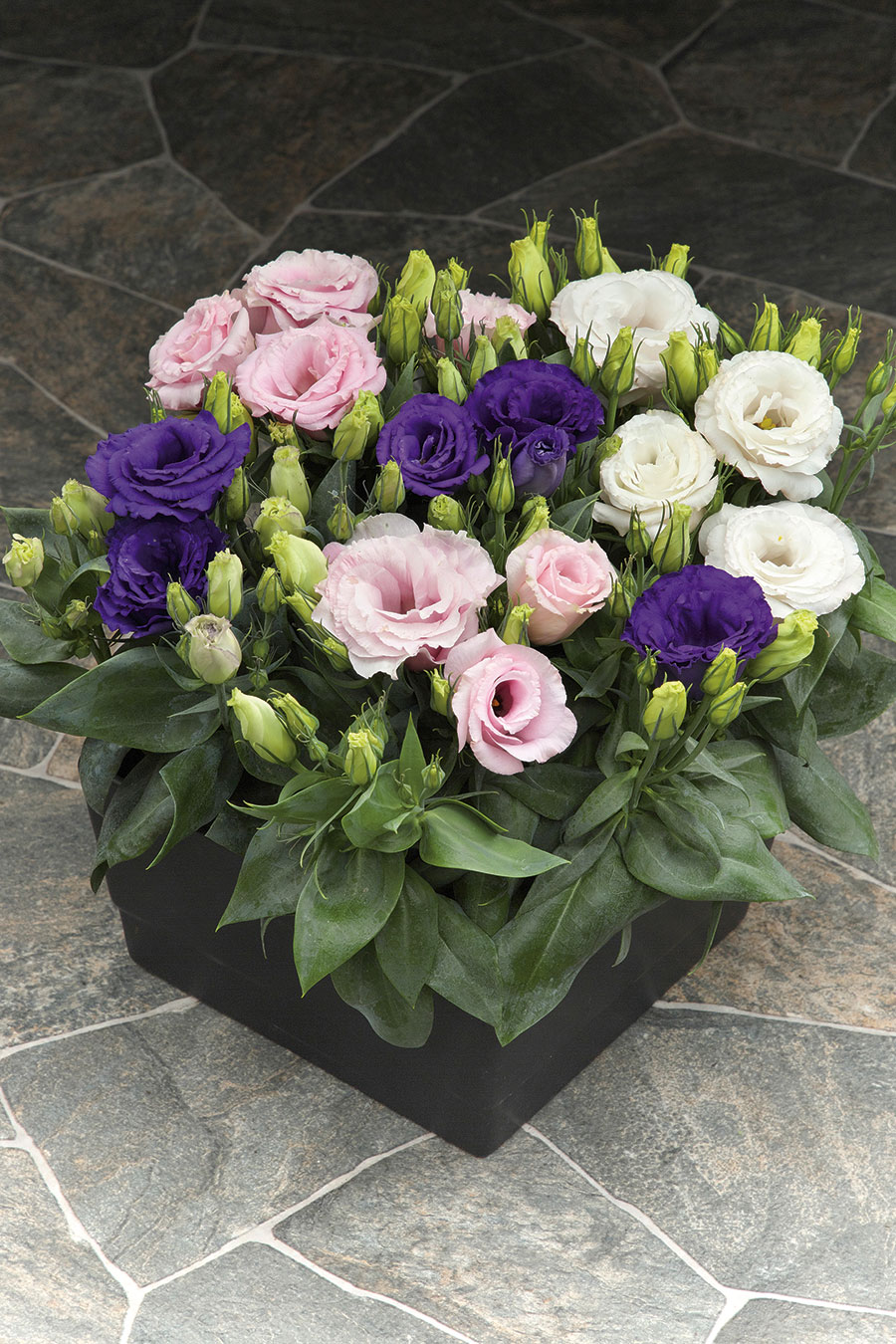 Lisianthus