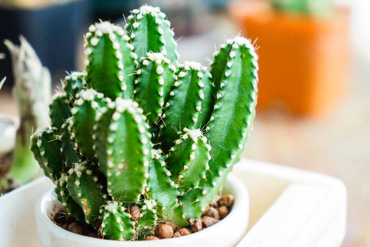 Fairy Castle Cactus