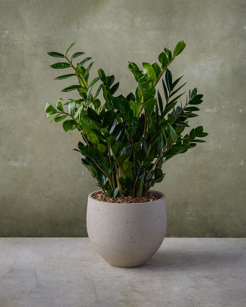 ZZ Plant