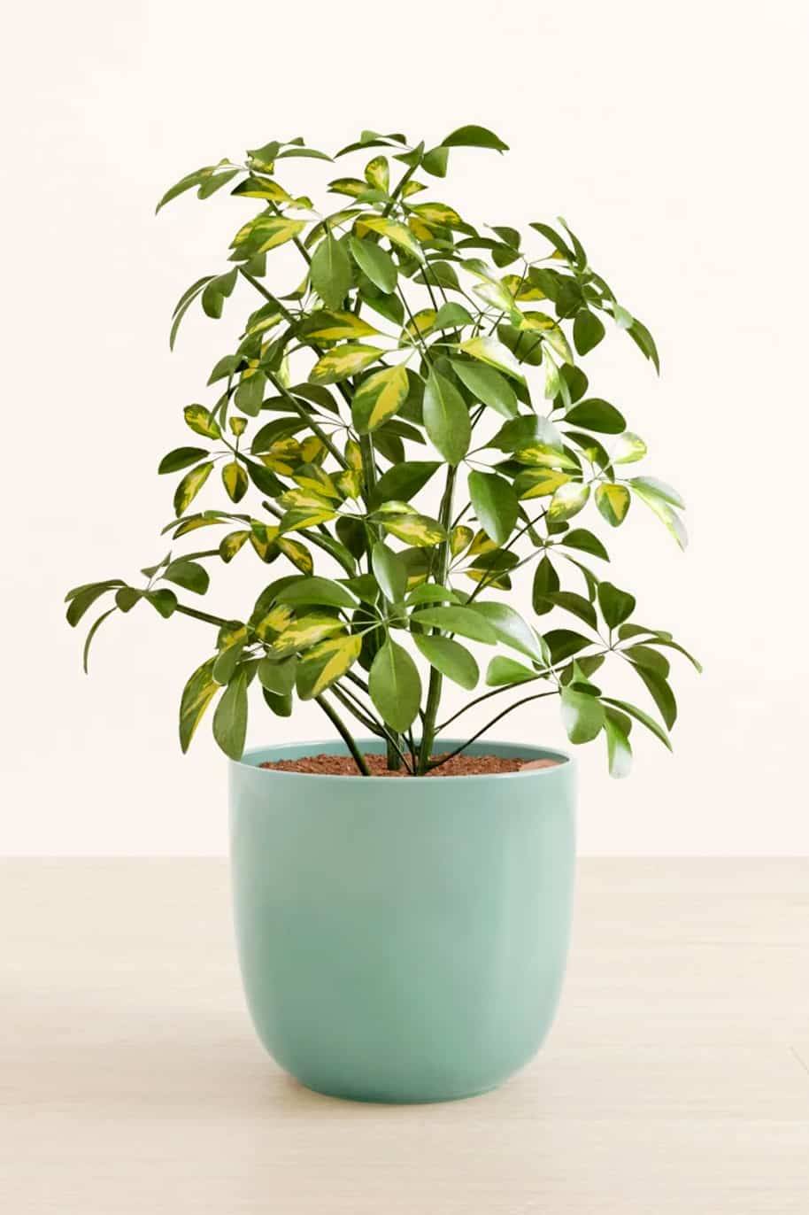 Schefflera 'Variegated'