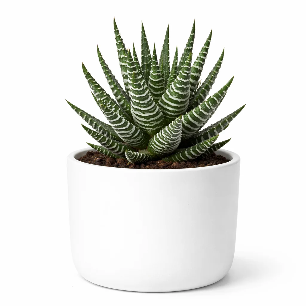 Zebra Haworthia