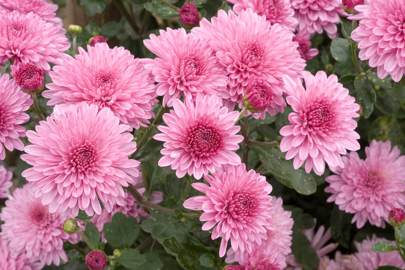 Decorative Godawari (Chrysanthemum)