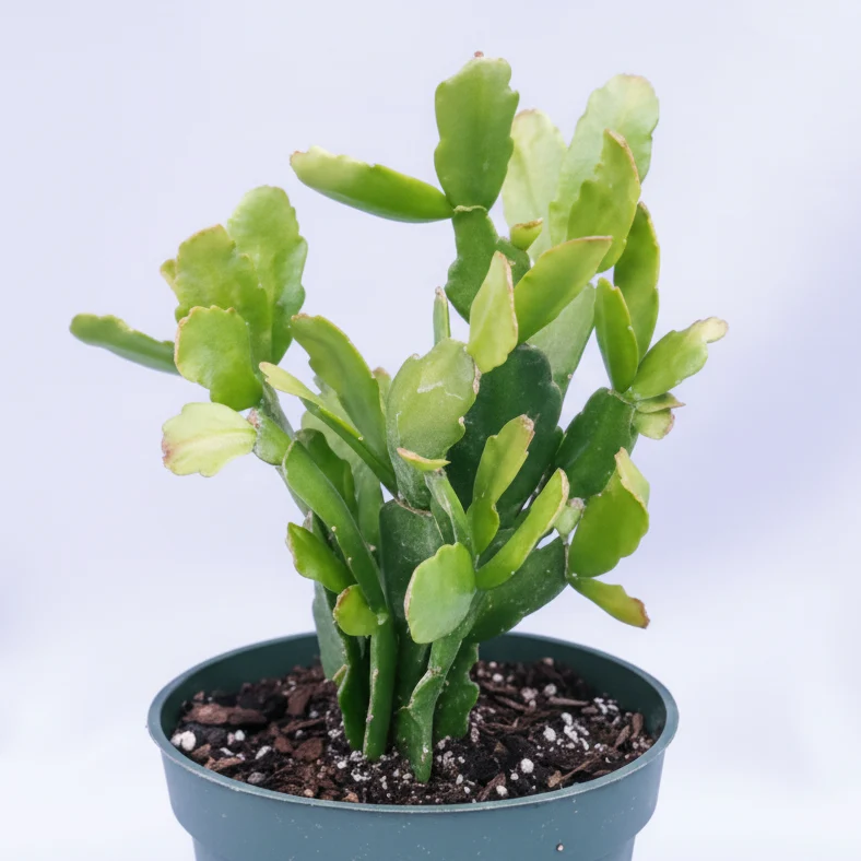 Christmas Cactus