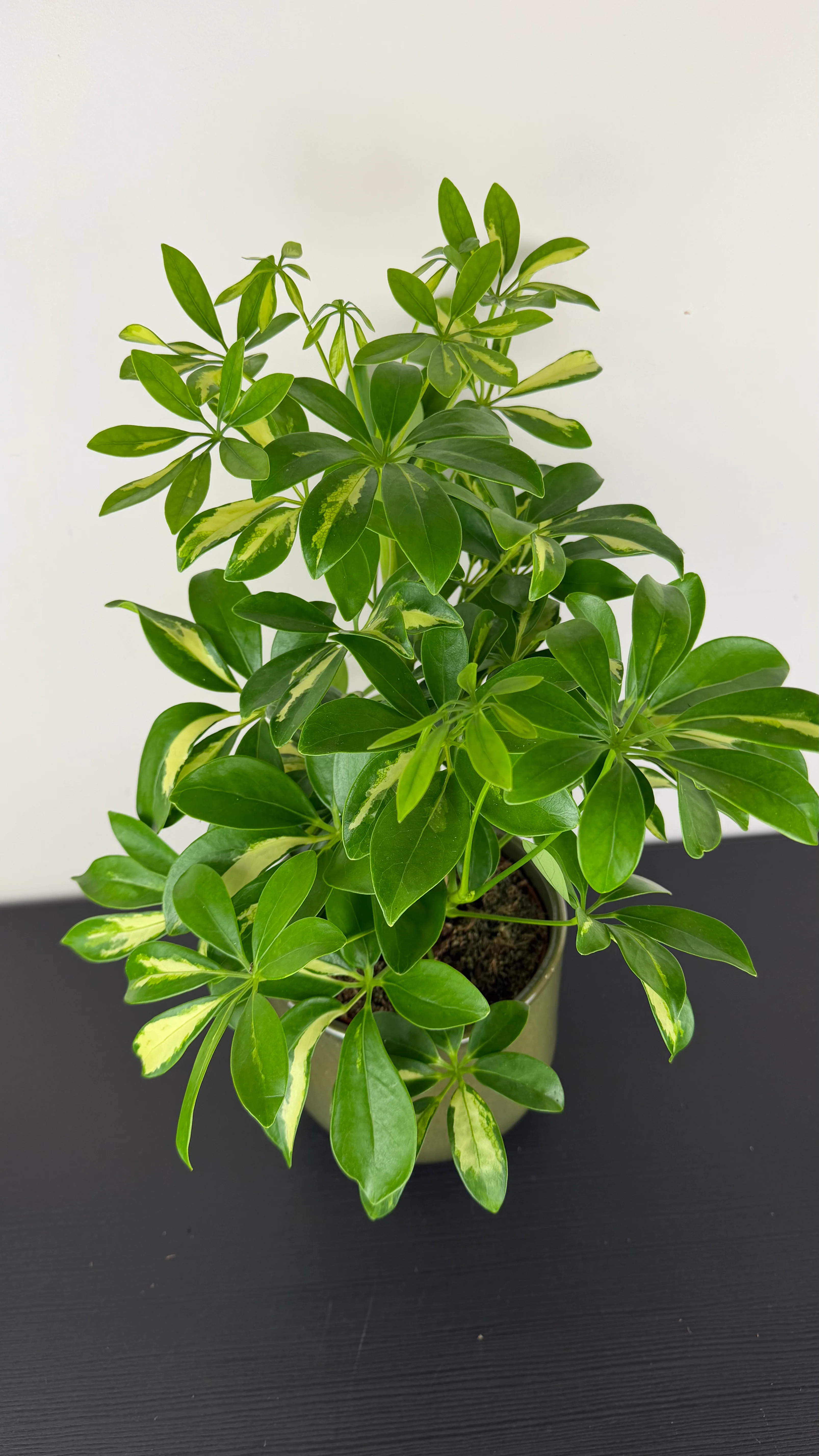 Schefflera