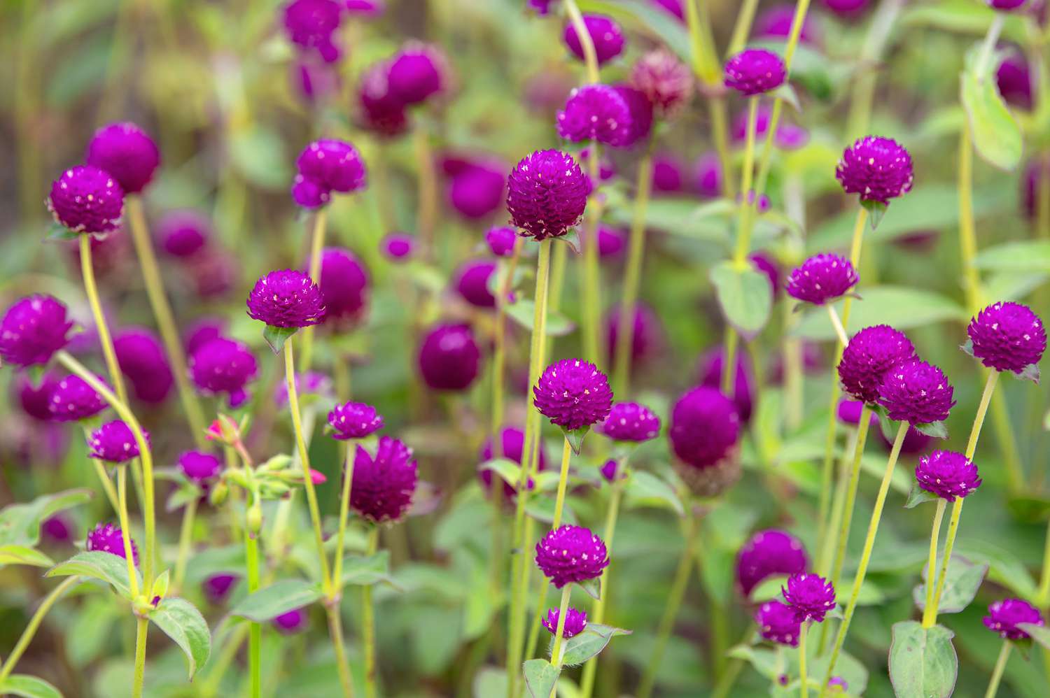 Makhamali Phool (Gomphrena)