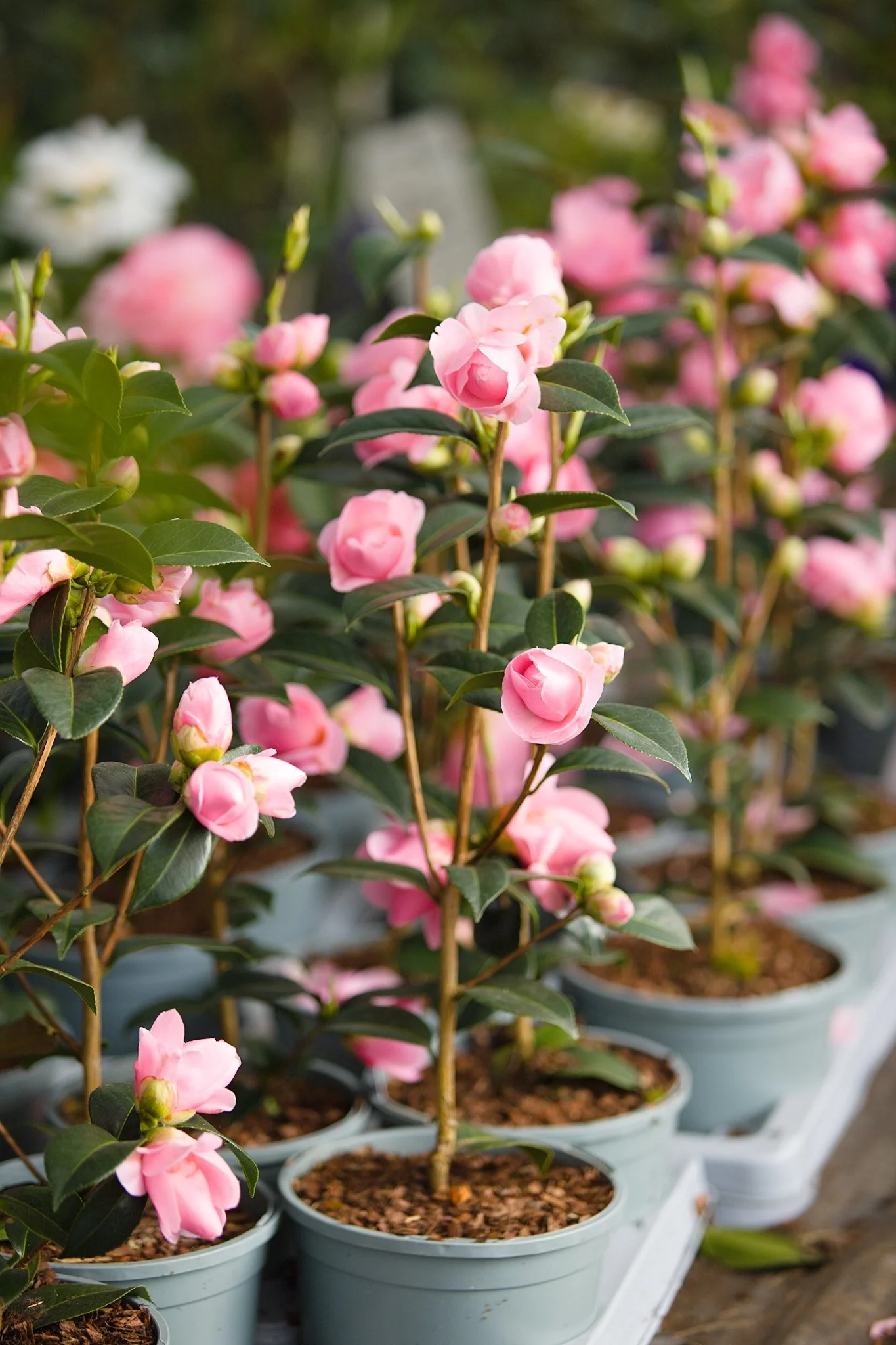 Camellia