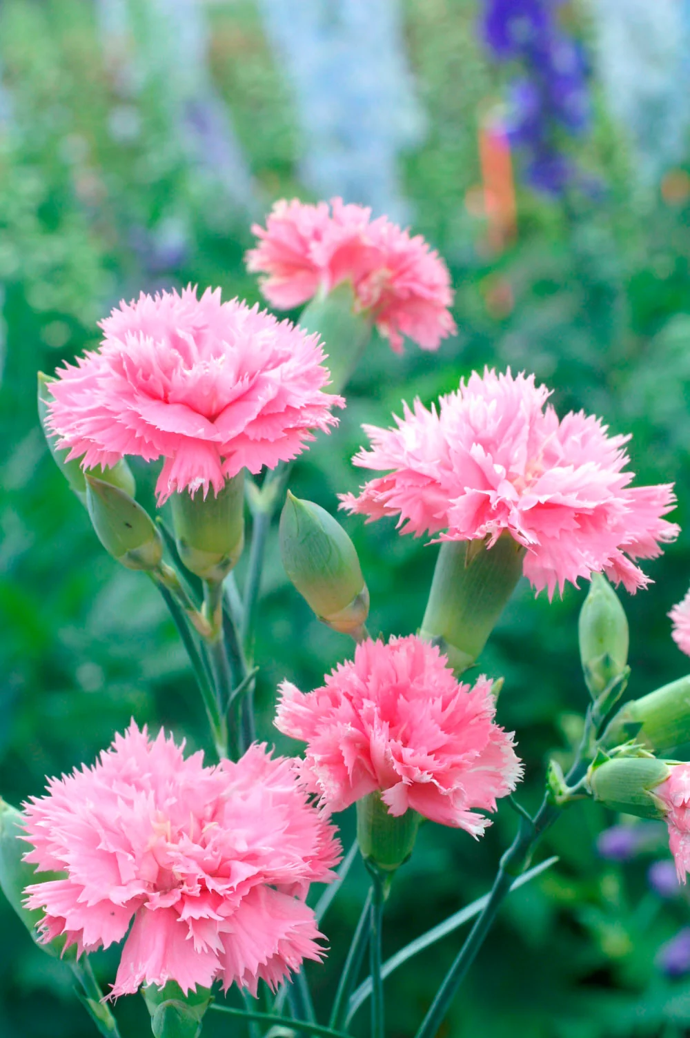 Carnation