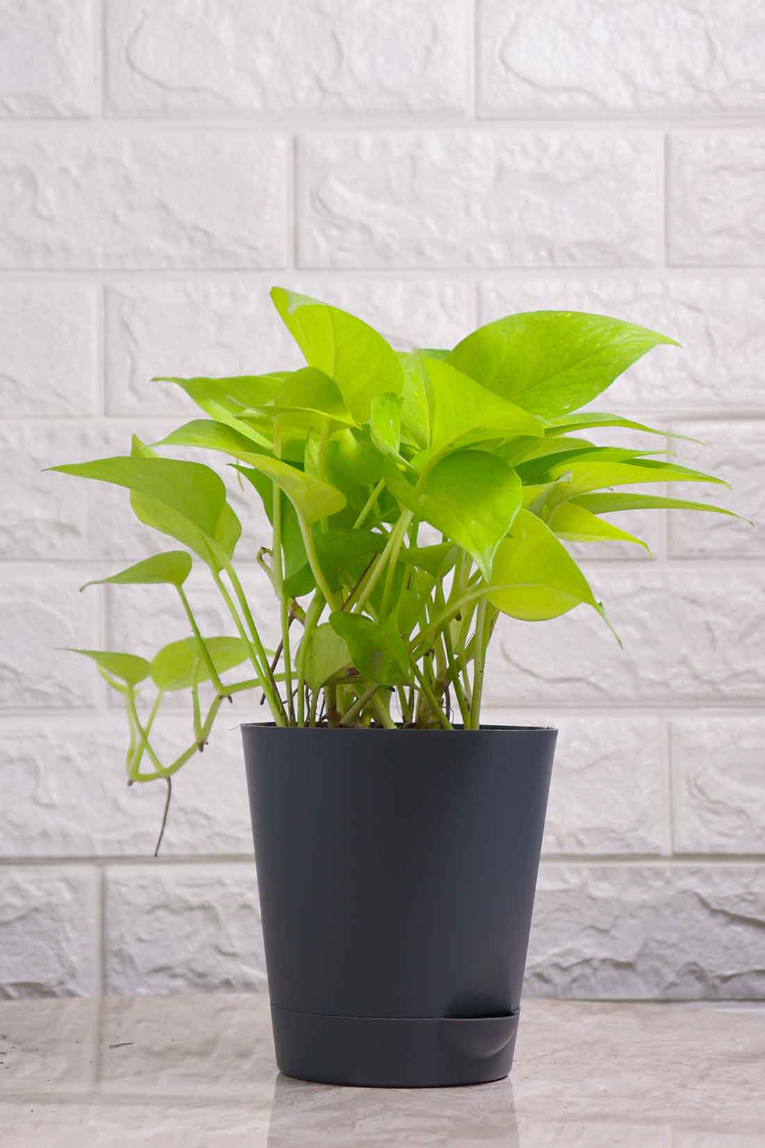 Money plant (neon)