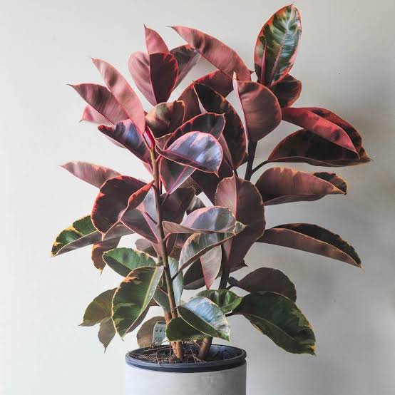 Rubber Plant (Ruby)
