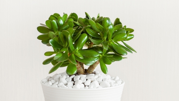 Jade Plant