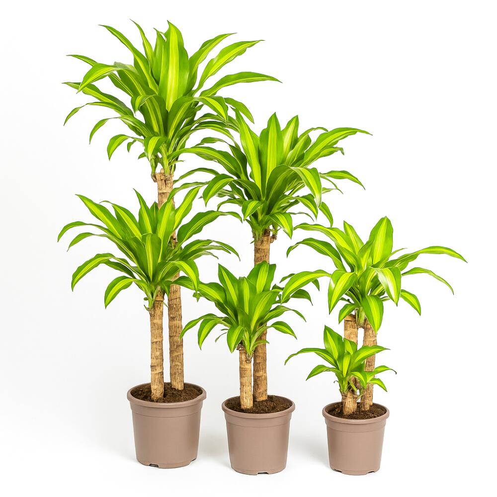 Dracaena Fragrans