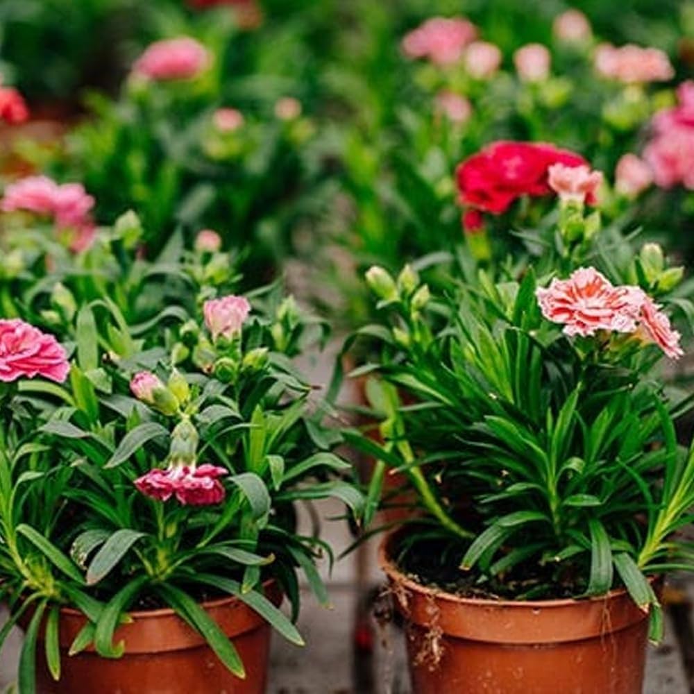 Carnation