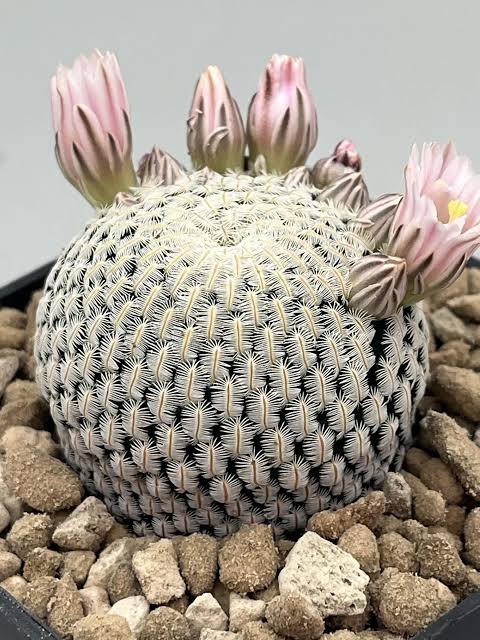 Mammillaria Cactus