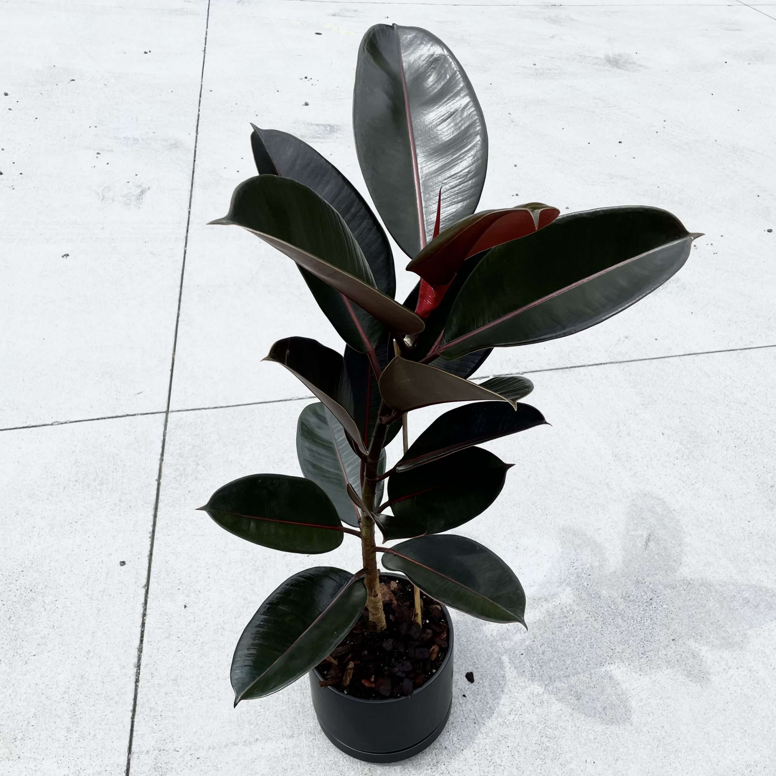 Rubber Plant (Black)