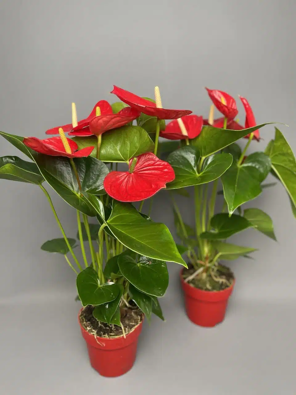 Anthurium