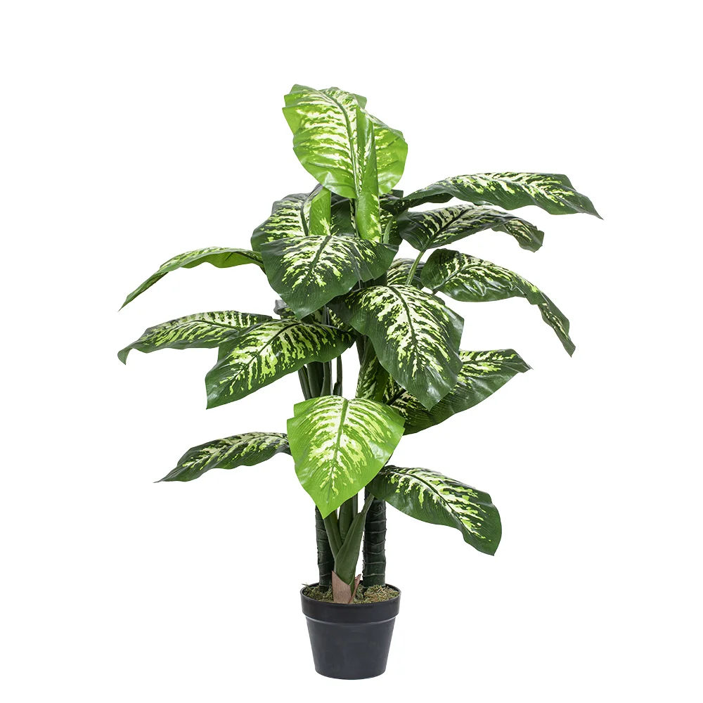 Dieffenbachia