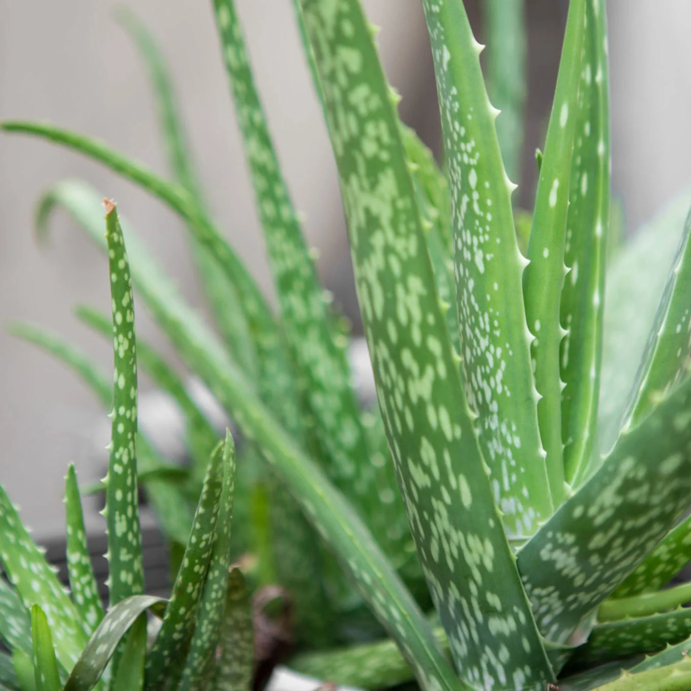 Aloe Vera