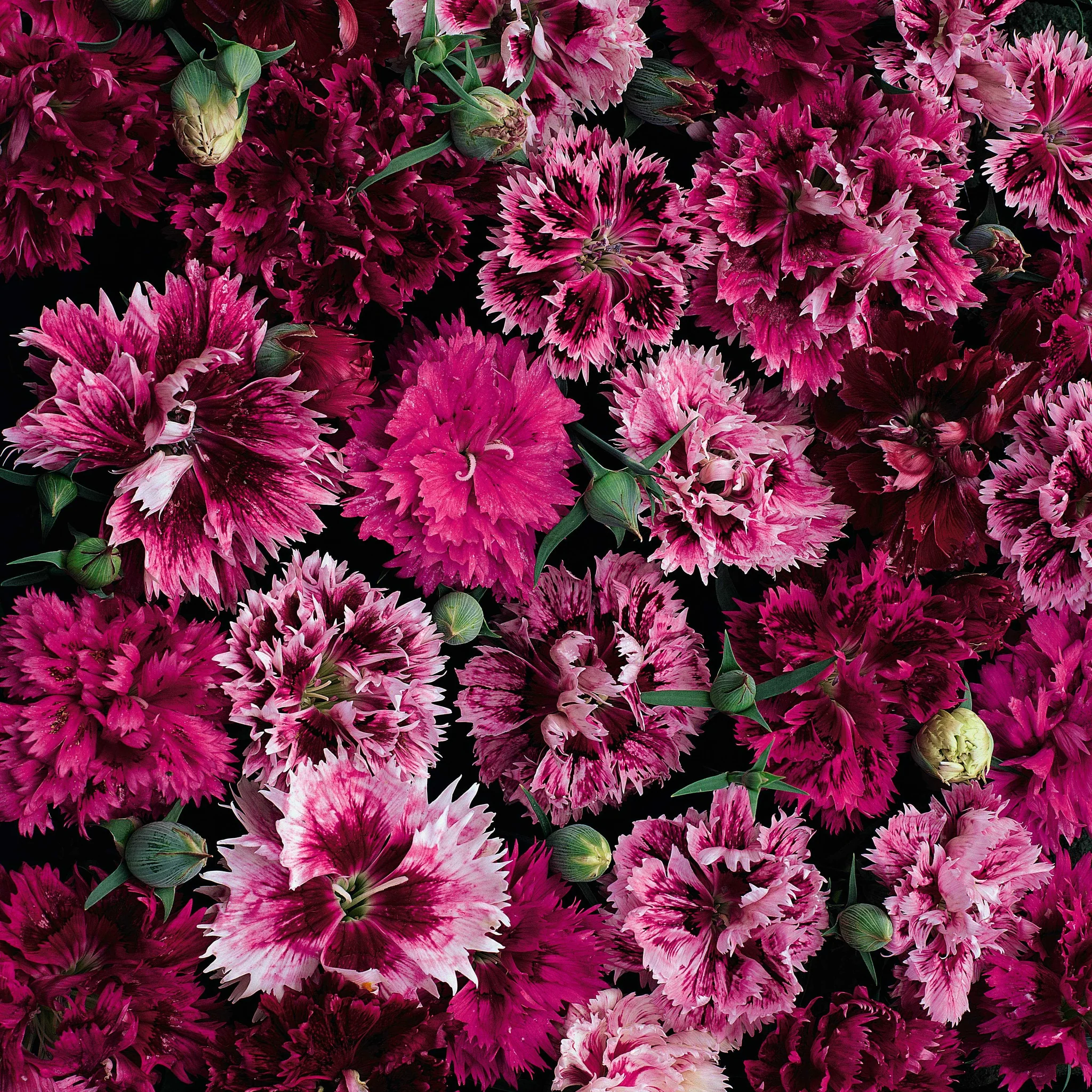 Dianthus