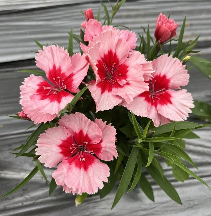 Dianthus
