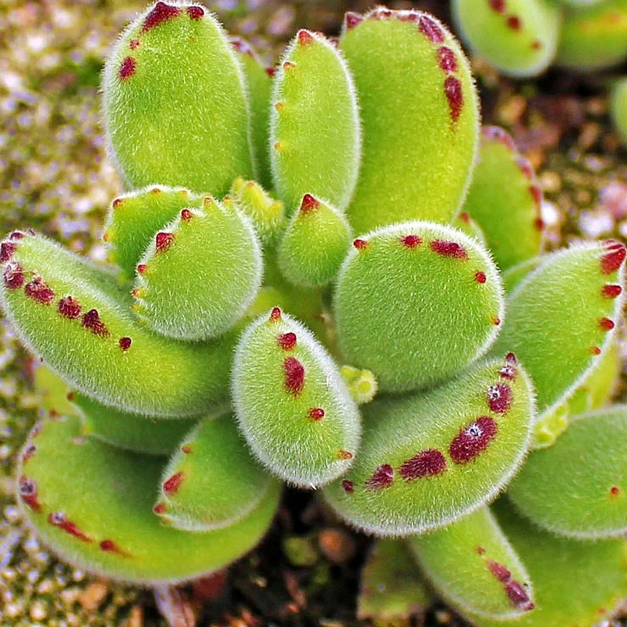 Bear’s Paw (Cotyledon tomentosa)