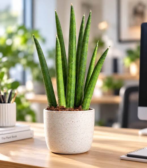 Sansevieria Cylindrica