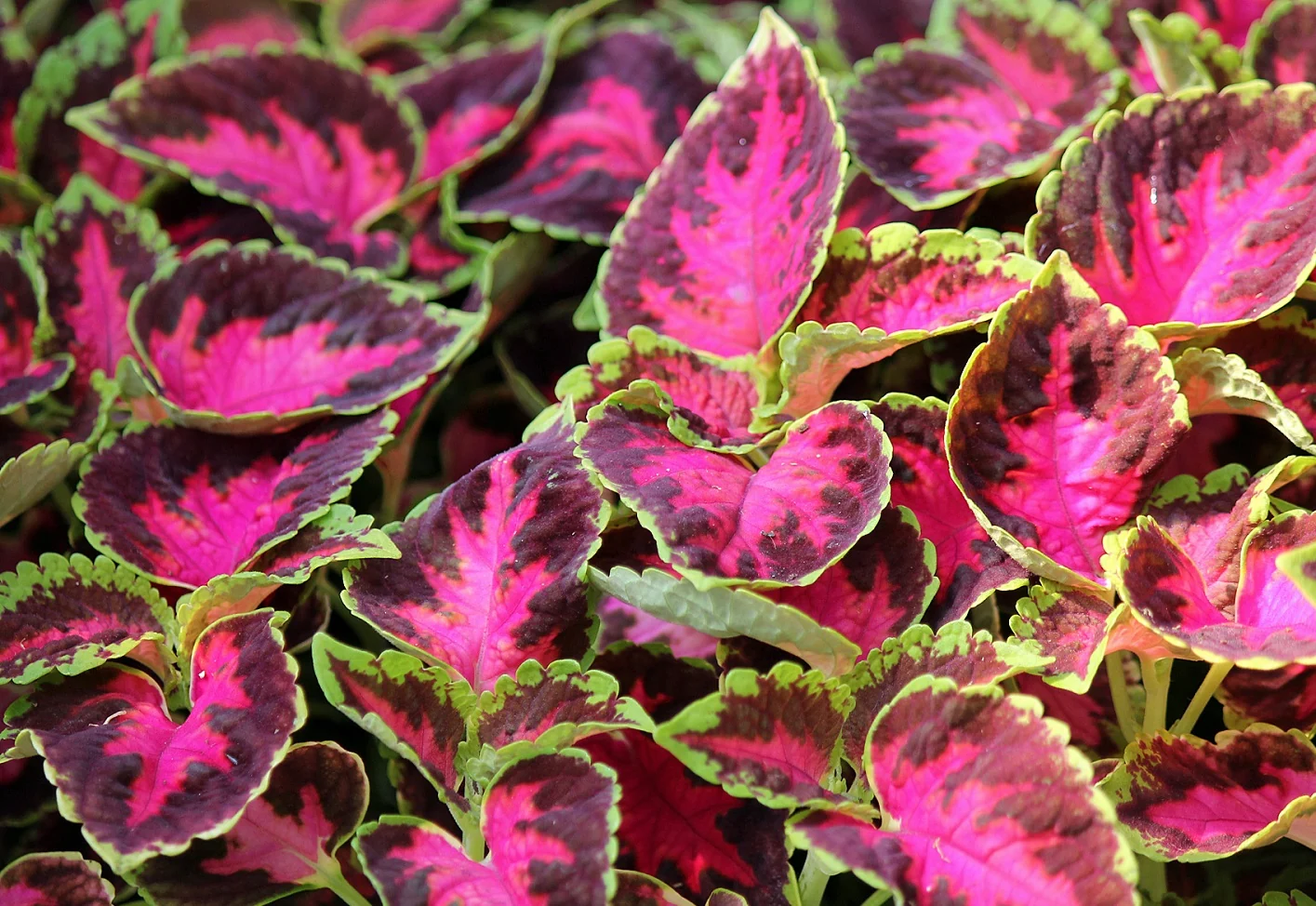 Coleus