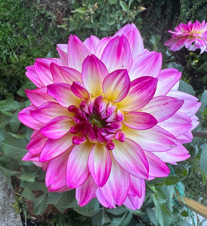Dahlia (Lahure)