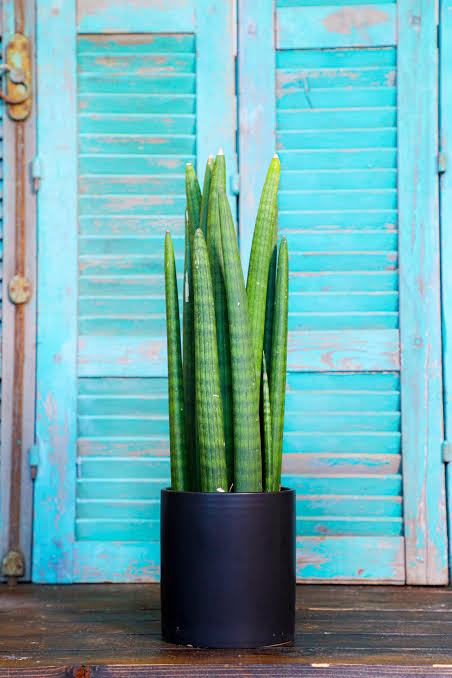 Sansevieria Cylindrica