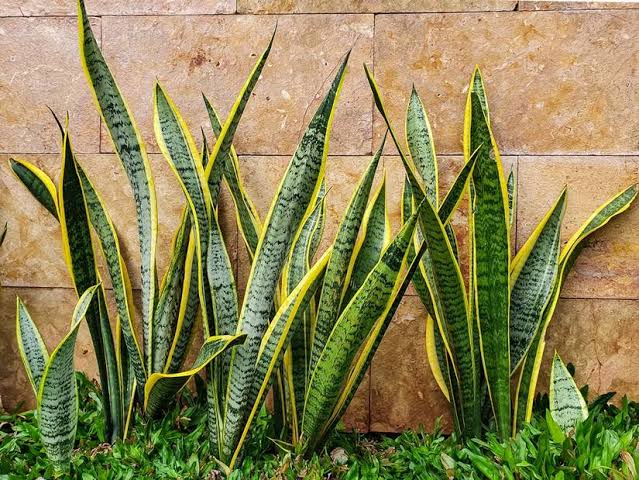 Snake Plant (Variegated)