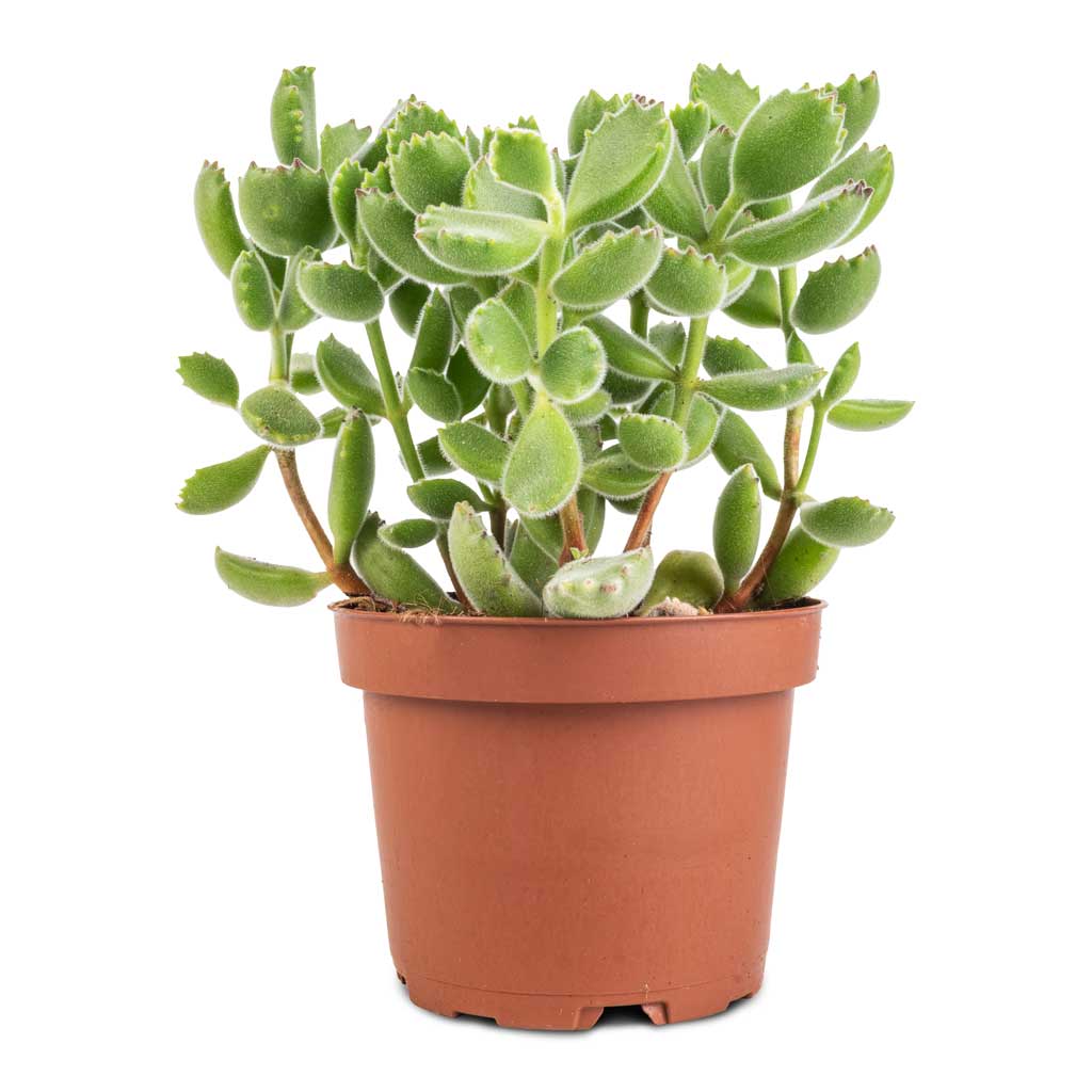 Bear’s Paw (Cotyledon tomentosa)