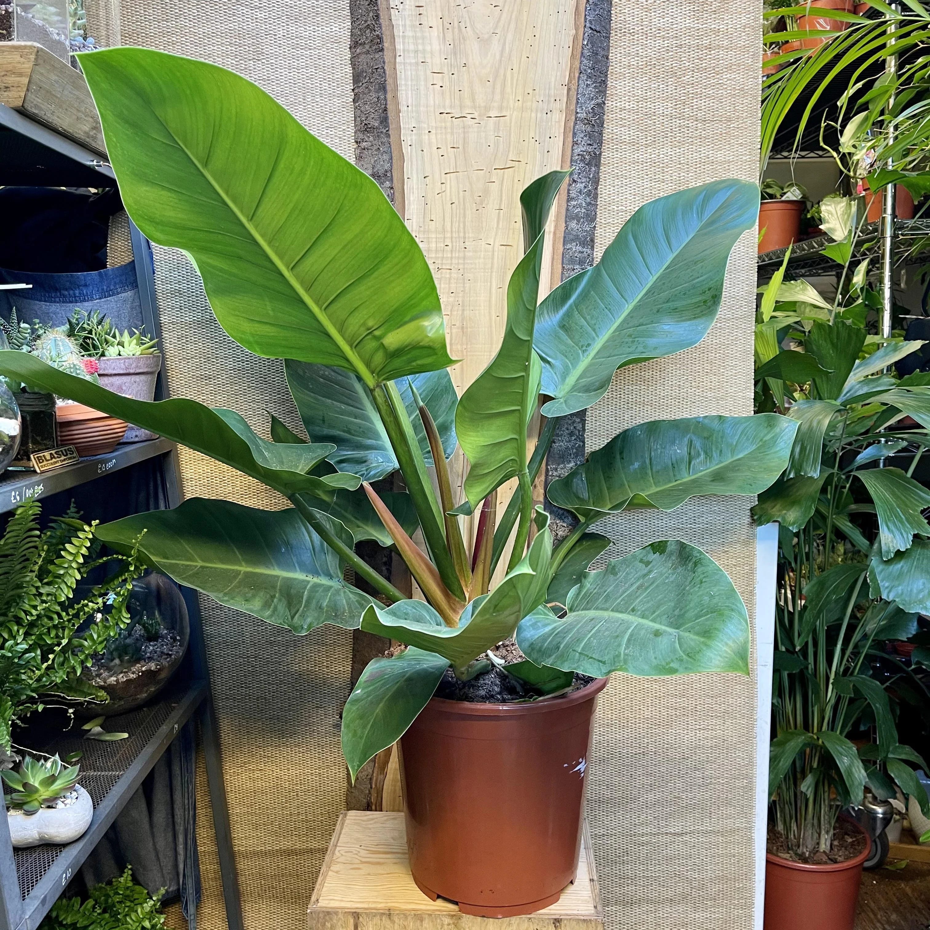 Philodendron 'Imperial Green'