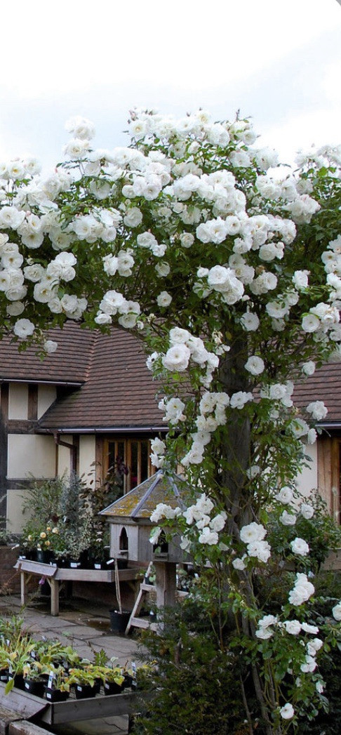 Climbing Rose