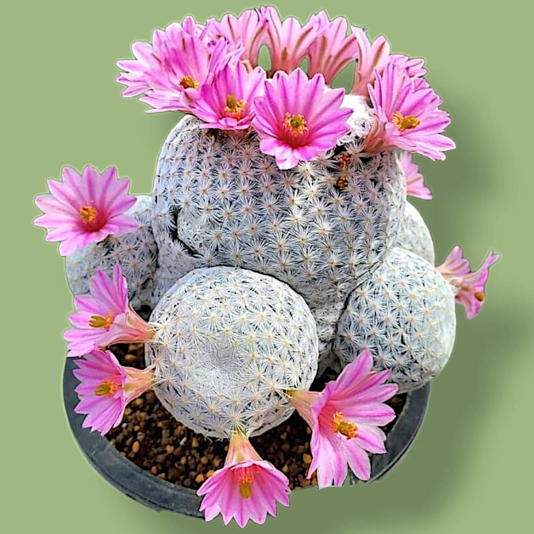 Mammillaria Cactus