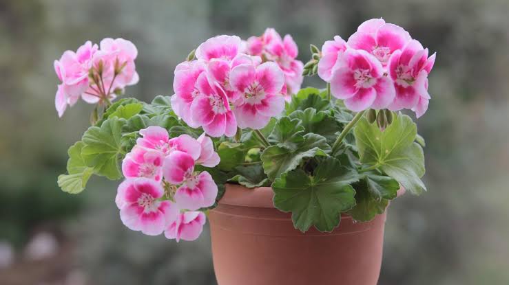 Geranium