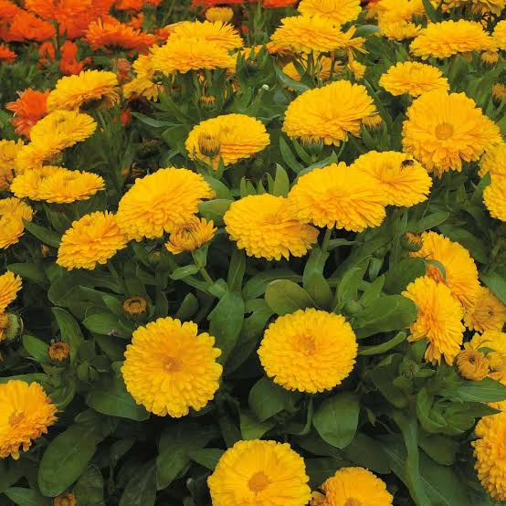 Asarfi (Calendula)