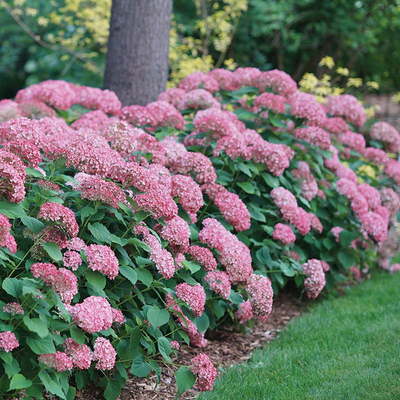 Hydrangea