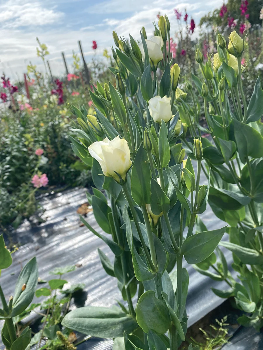 Lisianthus