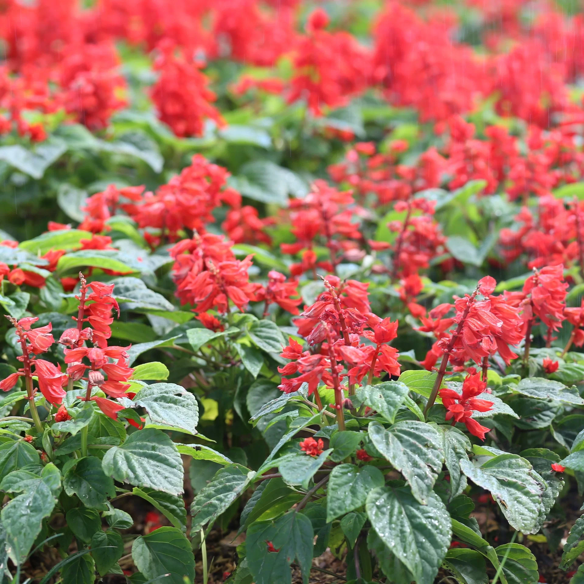Salvia