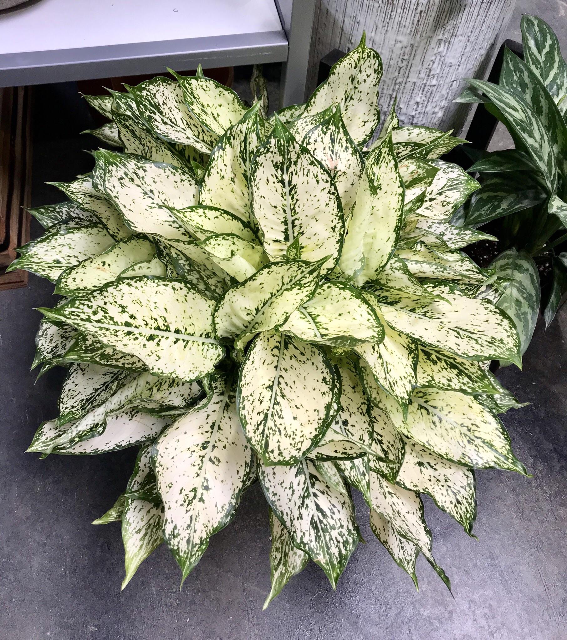 Aglaonema 'Snow White'