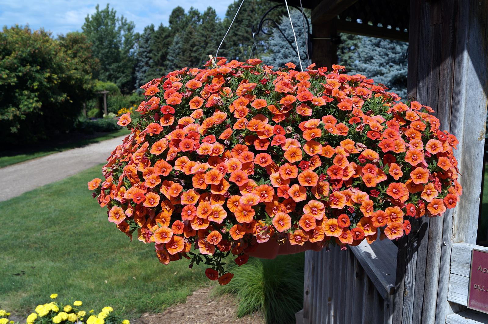 Calibrachoa