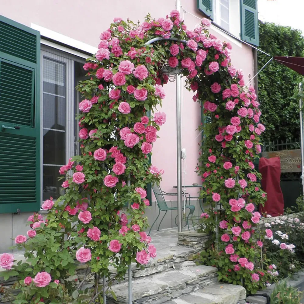 Climbing Rose
