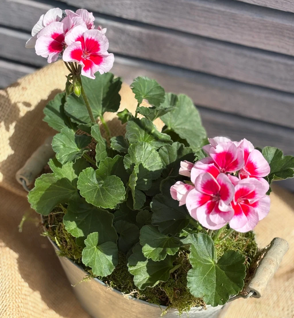 Geranium