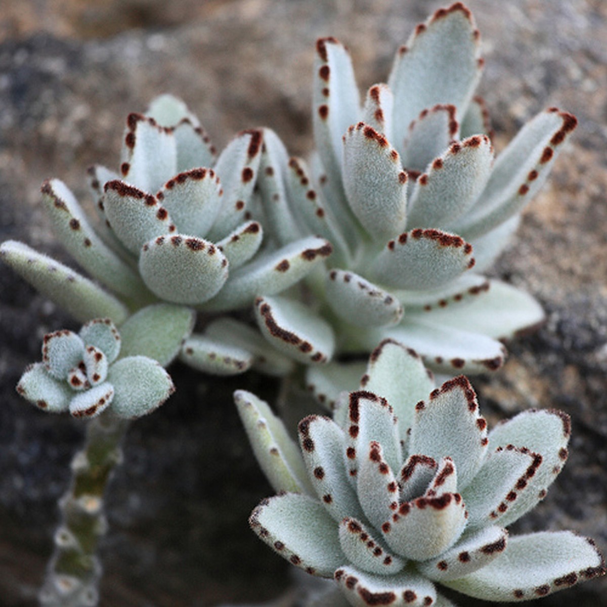 Panda Plant (Kalanchoe tomentosa)