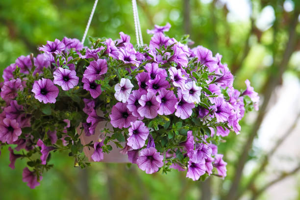 Hanging Petunia