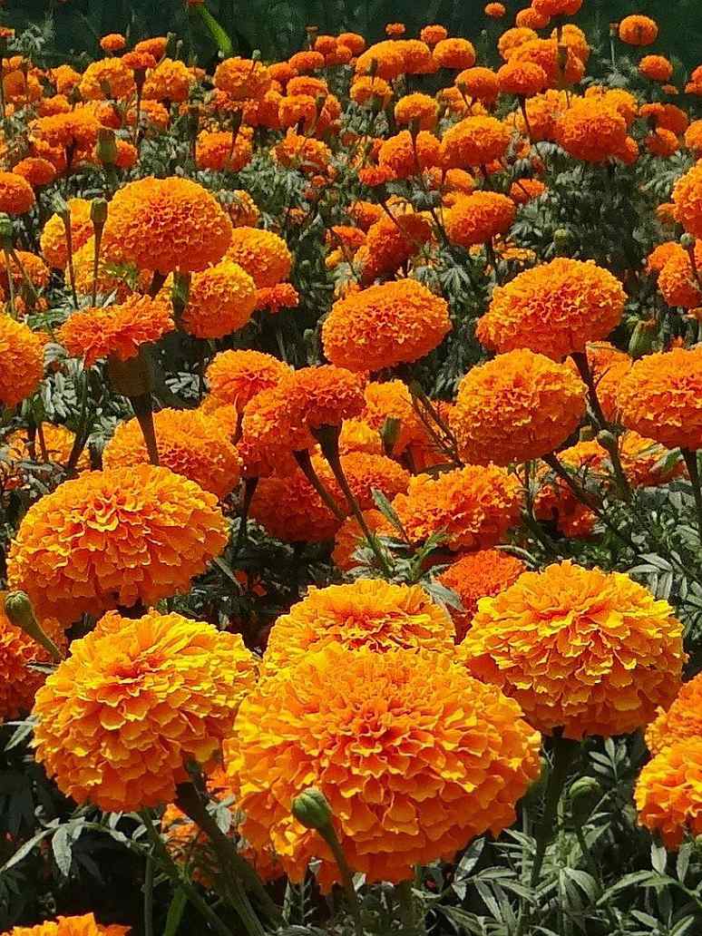 Sayapatri (Marigold)