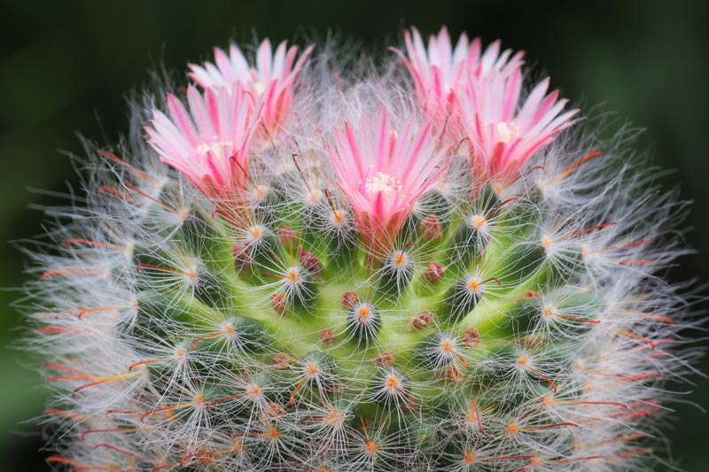 Mammillaria Cactus
